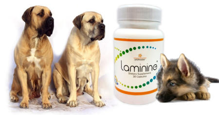 LPGN LamiNine für Hunde. Kann das Fell glänzender machen