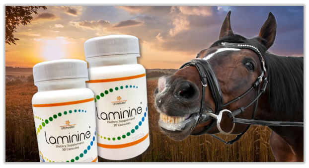 LamiNine - Gesundheit für Ihr Pony und Pferd
