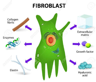 FGF Fibroblast Growth Factor